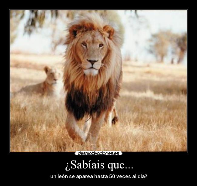 ¿Sabíais que... - un león se aparea hasta 50 veces al día?