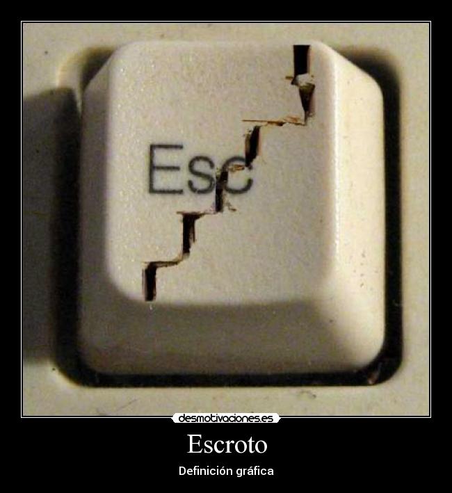 Escroto - Definición gráfica