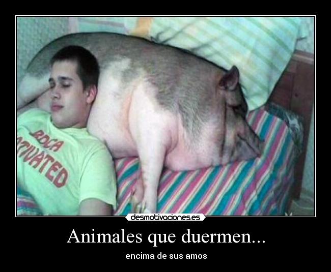 Animales que duermen... -