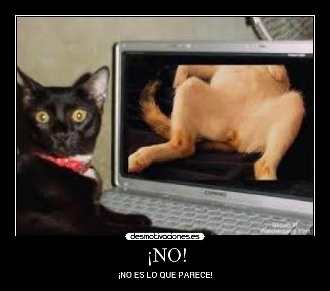 ¡NO! - ¡NO ES LO QUE PARECE!