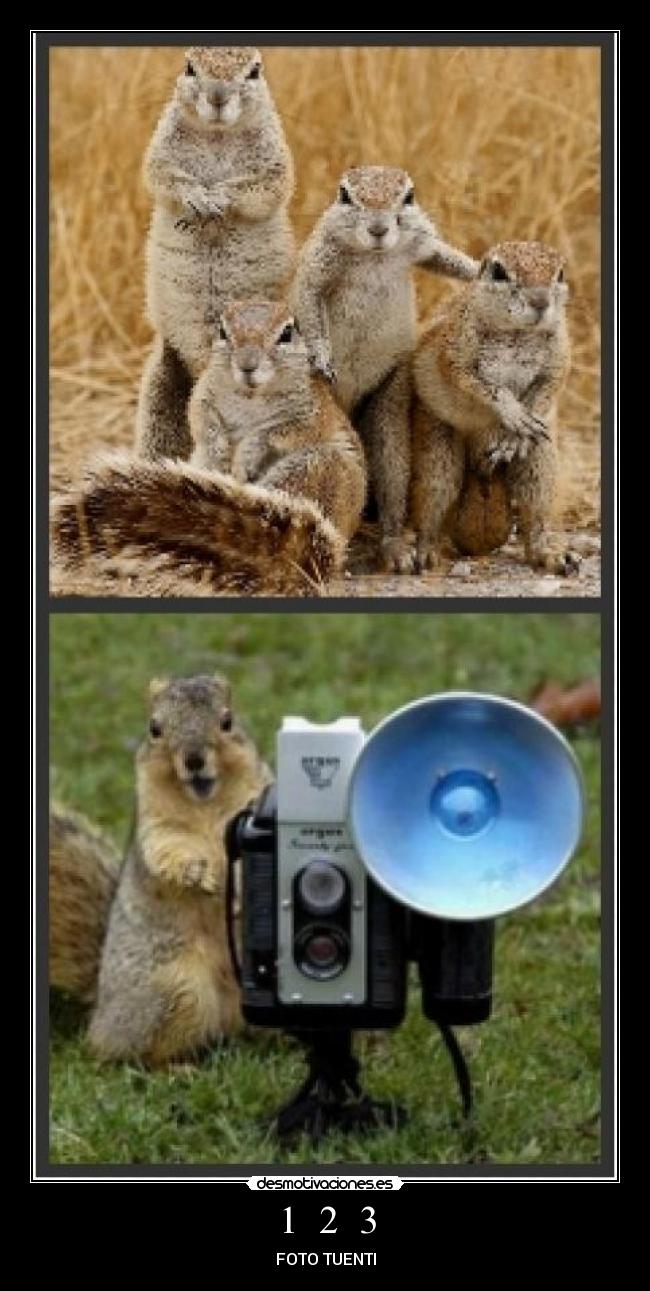 carteles zorrita desmotivaciones