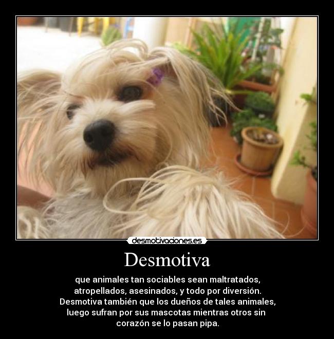 Desmotiva - que animales tan sociables sean maltratados,
atropellados, asesinados, y todo por diversión.
Desmotiva también que los dueños de tales animales,
luego sufran por sus mascotas mientras otros sin 
corazón se lo pasan pipa.