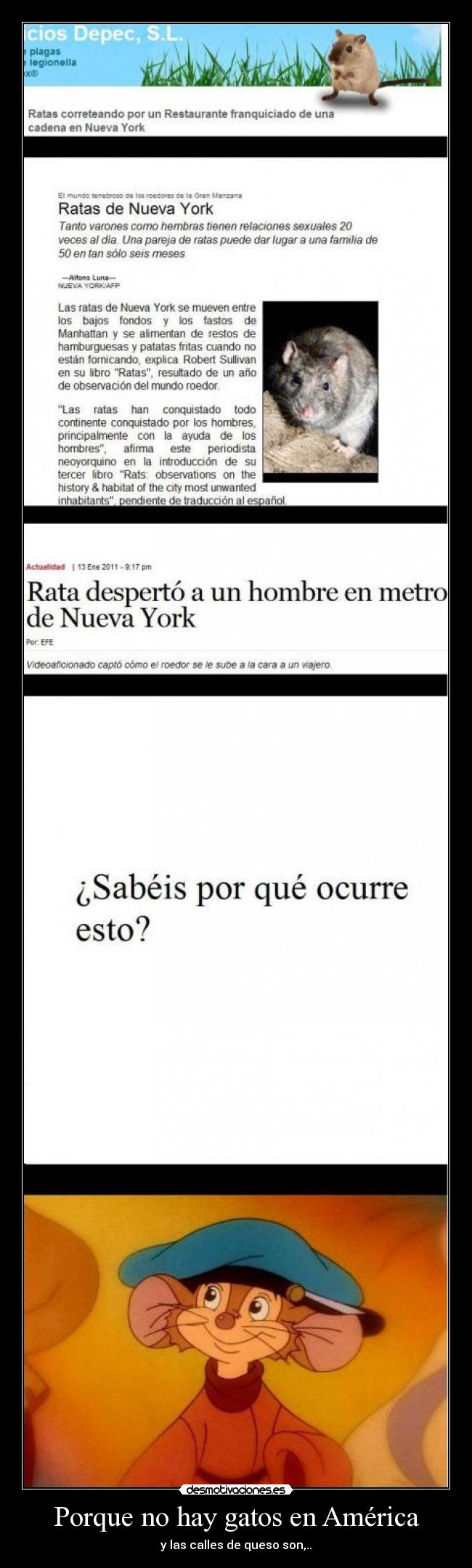 Porque no hay gatos en América - 