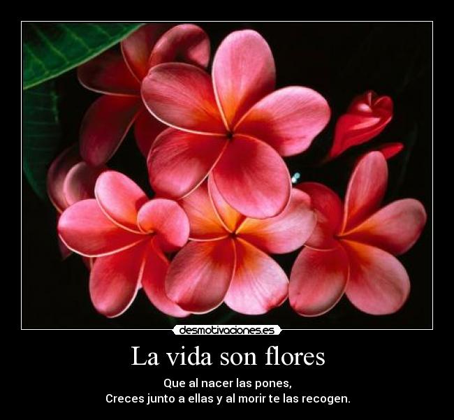 La vida son flores - Que al nacer las pones,
Creces junto a ellas y al morir te las recogen.