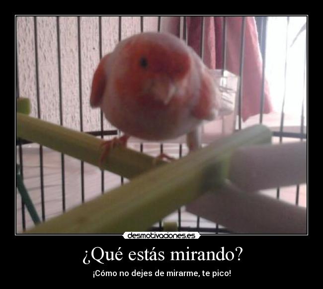 ¿Qué estás mirando? - ¡Cómo no dejes de mirarme, te pico!