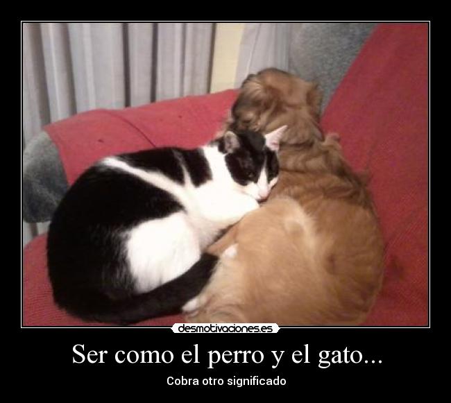 Ser como el perro y el gato... - Cobra otro significado