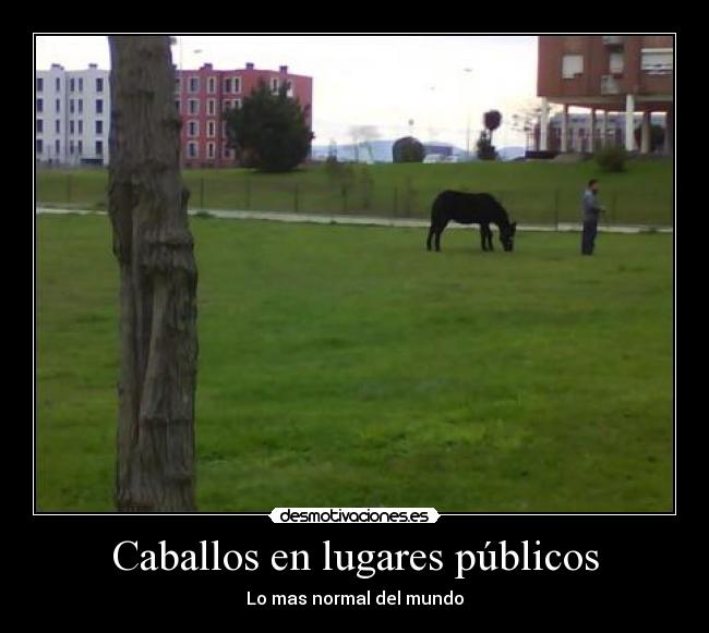 carteles caballos desmotivaciones