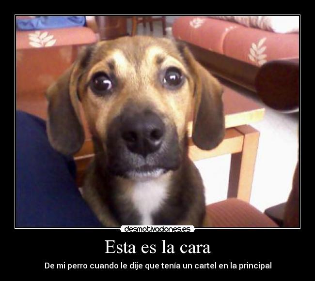 Esta es la cara - De mi perro cuando le dije que tenía un cartel en la principal