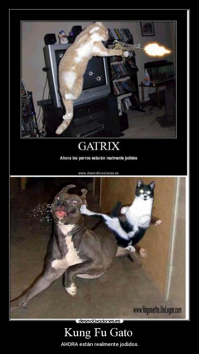 Kung Fu Gato  - 