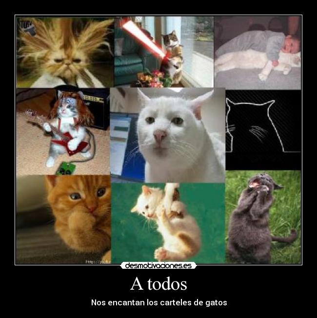 A todos - Nos encantan los carteles de gatos