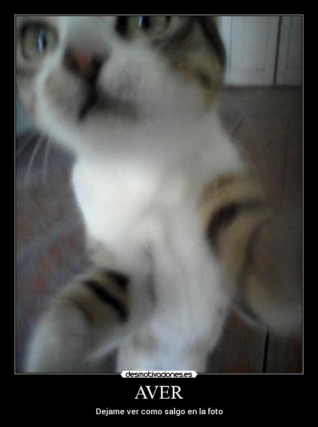 AVER - Dejame ver como salgo en la foto