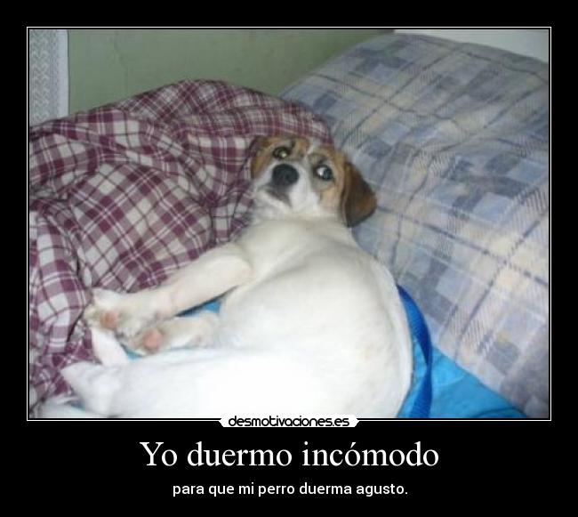 Yo duermo incómodo - para que mi perro duerma agusto.