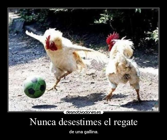 Nunca desestimes el regate - de una gallina.