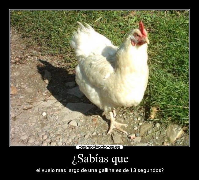 ¿Sabías que - el vuelo mas largo de una gallina es de 13 segundos?