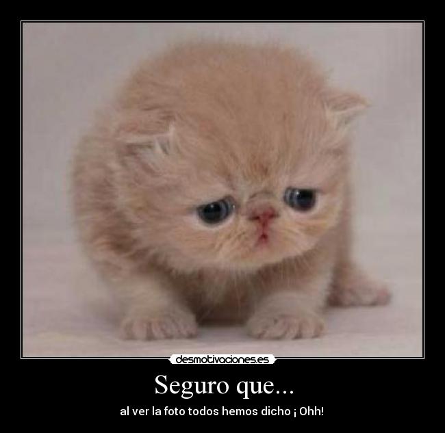 Seguro que... -
