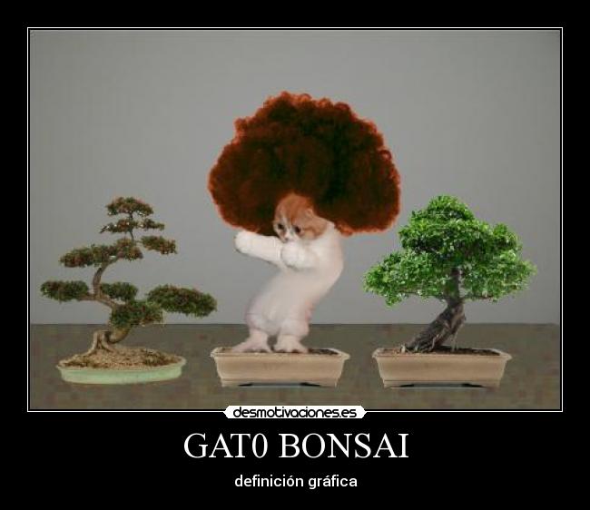 GAT0 BONSAI - 