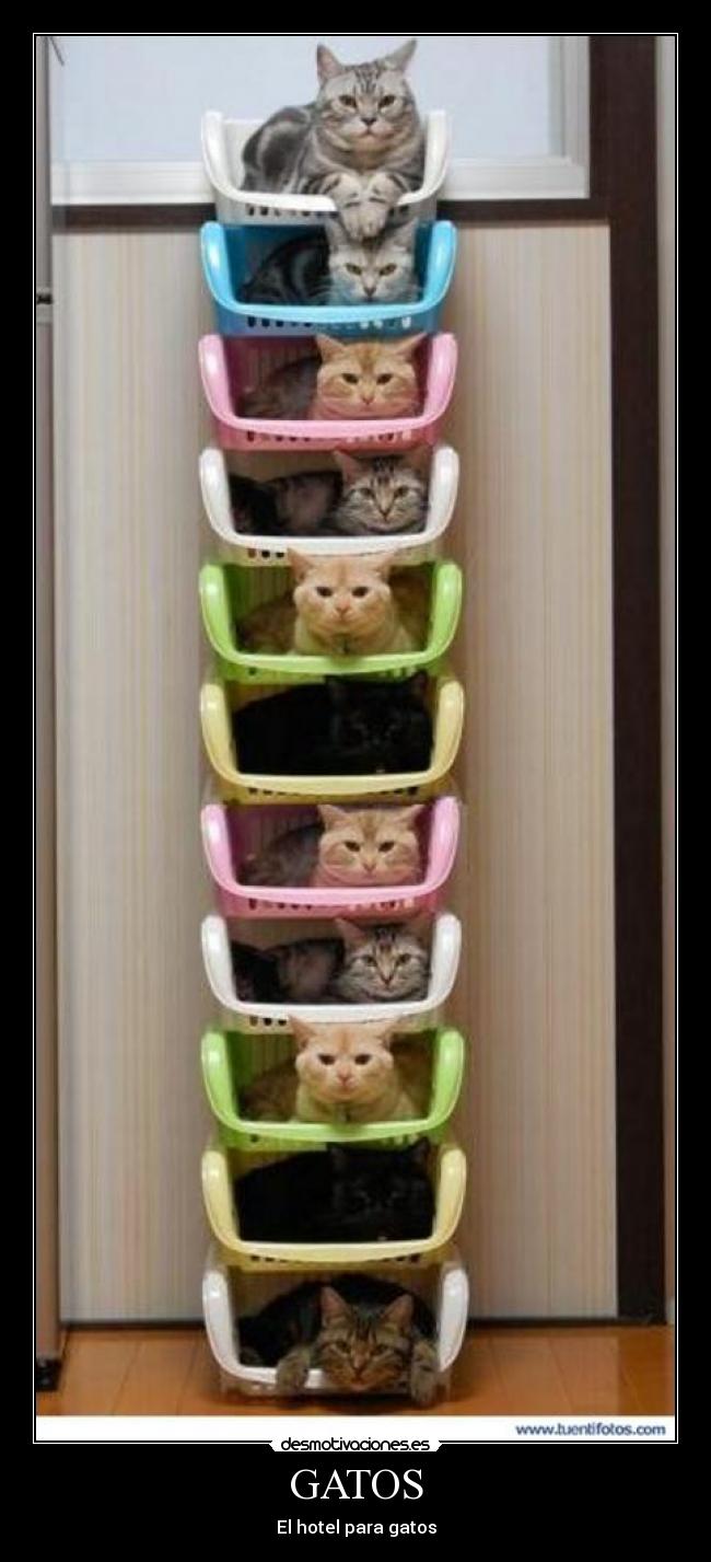GATOS - El hotel para gatos
