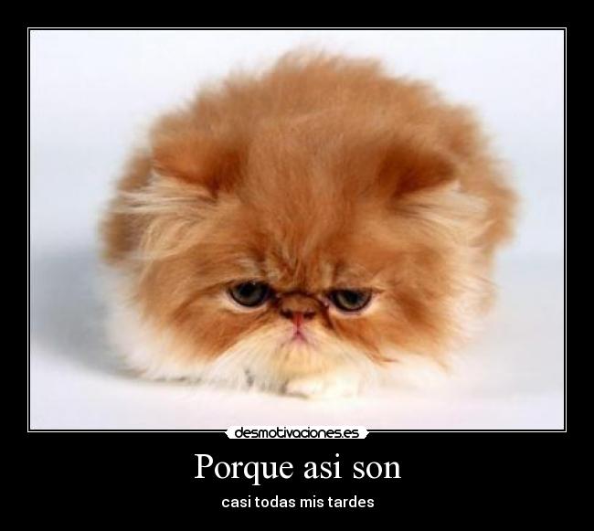 Porque asi son - 