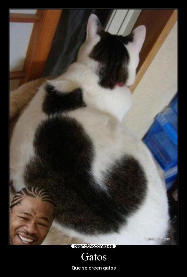 Gatos - Que se creen gatos