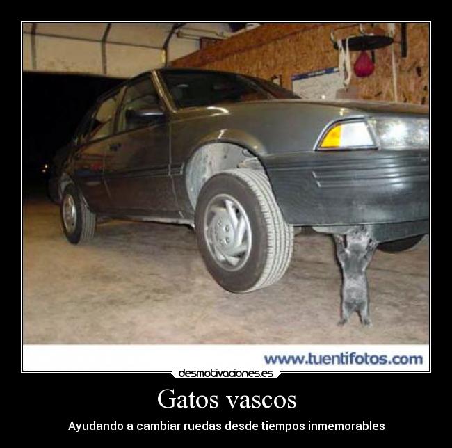 Gatos vascos -
