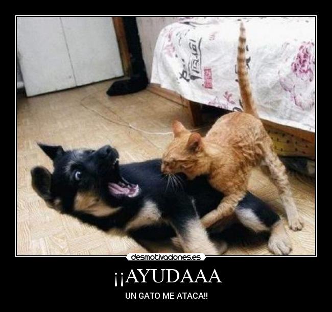 ¡¡AYUDAAA -