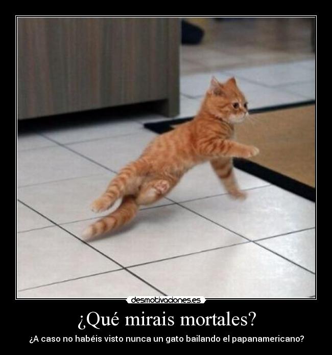 ¿Qué mirais mortales? - ¿A caso no habéis visto nunca un gato bailando el papanamericano?