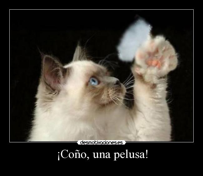 ¡Coño, una pelusa! - 