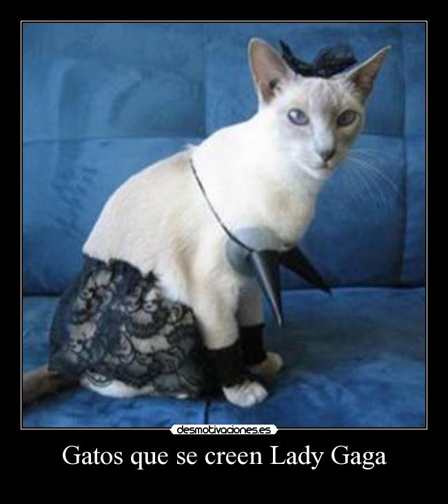 Gatos que se creen Lady Gaga -
