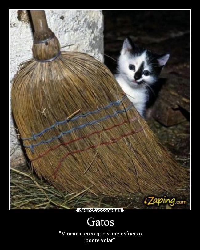 Gatos - Mmmmm creo que si me esfuerzo
podre volar