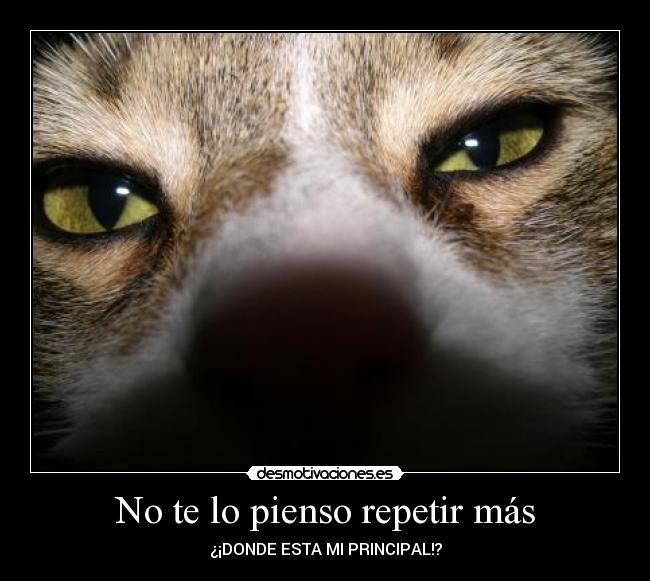 No te lo pienso repetir más - ¿¡DONDE ESTA MI PRINCIPAL!?