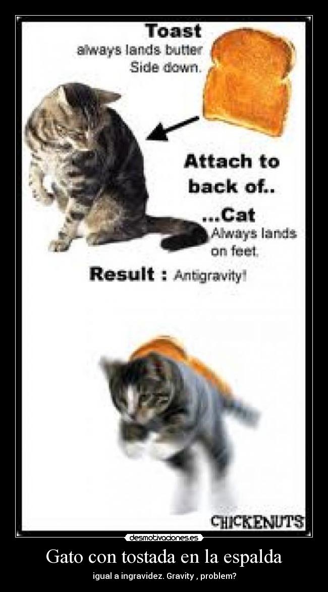 Gato con tostada en la espalda - igual a ingravidez. Gravity , problem?