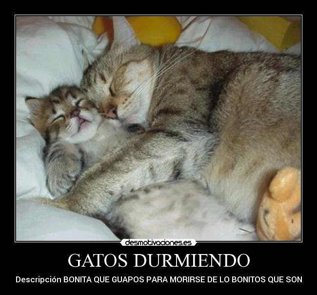 GATOS DURMIENDO - Descripción BONITA QUE GUAPOS PARA MORIRSE DE LO BONITOS QUE SON