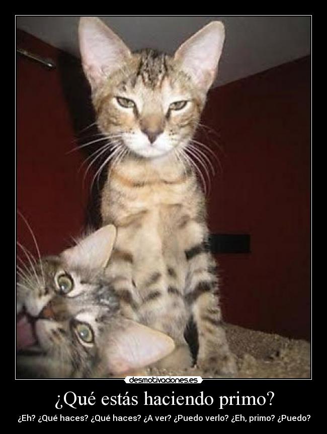 ¿Qué estás haciendo primo? - ¿Eh? ¿Qué haces? ¿Qué haces? ¿A ver? ¿Puedo verlo? ¿Eh, primo? ¿Puedo?