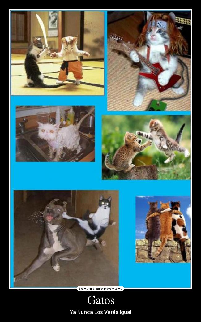 Gatos -