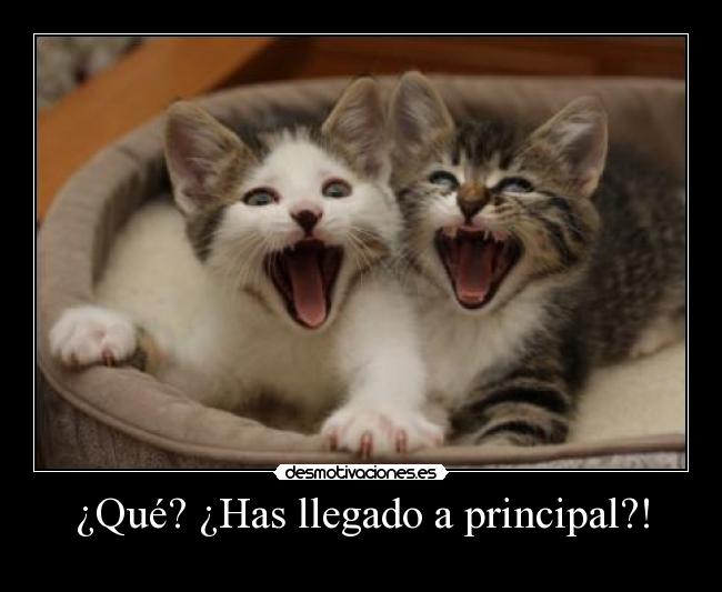 ¿Qué? ¿Has llegado a principal?! -
