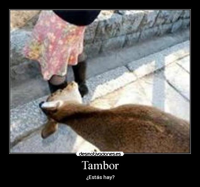 Tambor -