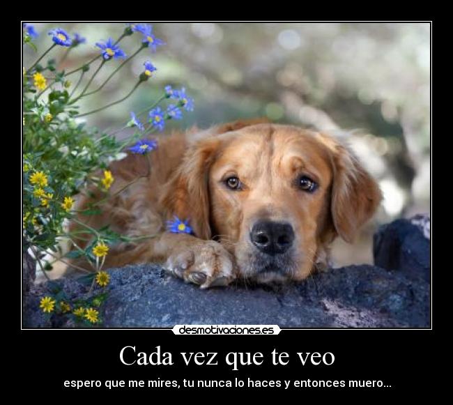 Cada vez que te veo - espero que me mires, tu nunca lo haces y entonces muero...
