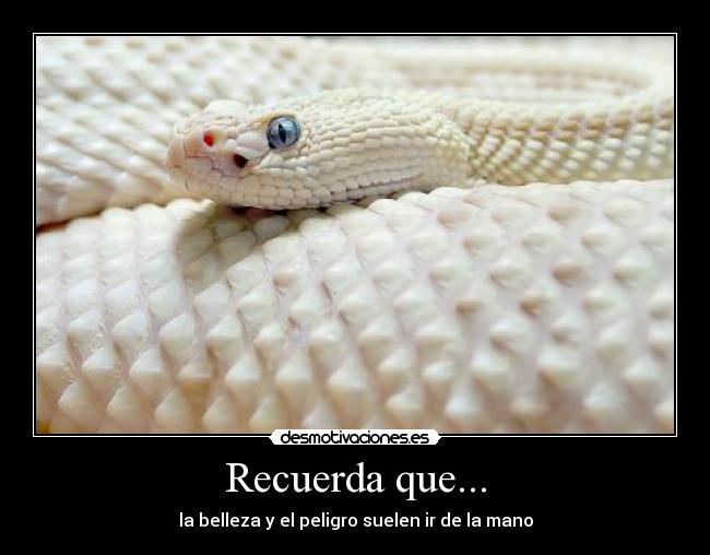 Recuerda que... - la belleza y el peligro suelen ir de la mano