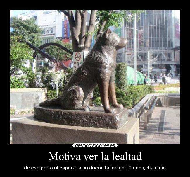 carteles motiva ver lealtad ese perro esperar dueno fallecido anos desmotivaciones