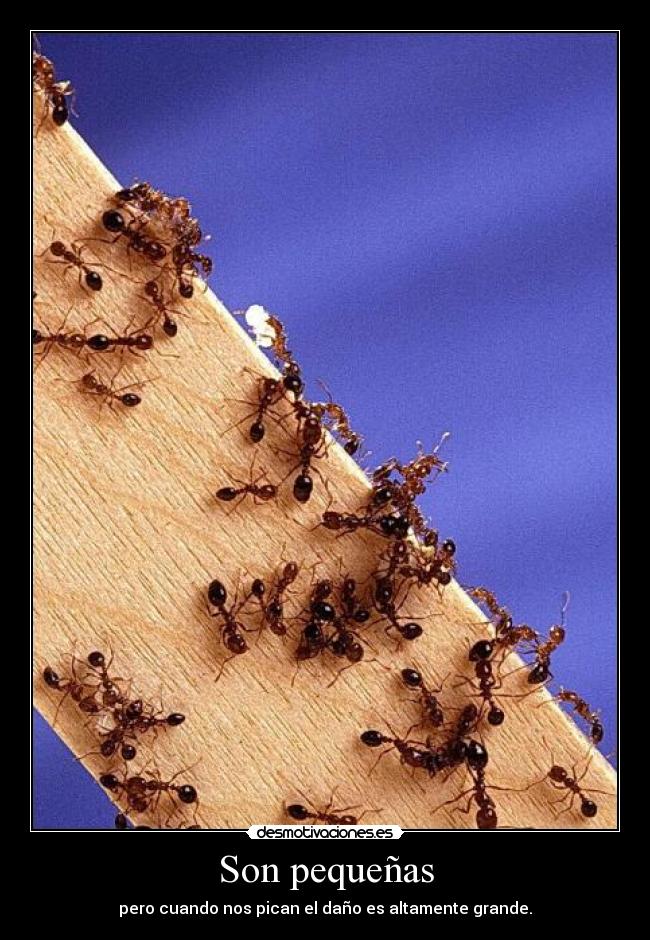 Son pequeñas - pero cuando nos pican el daño es altamente grande.