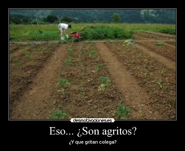 Eso... ¿Son agritos? - ¿Y que gritan colega?