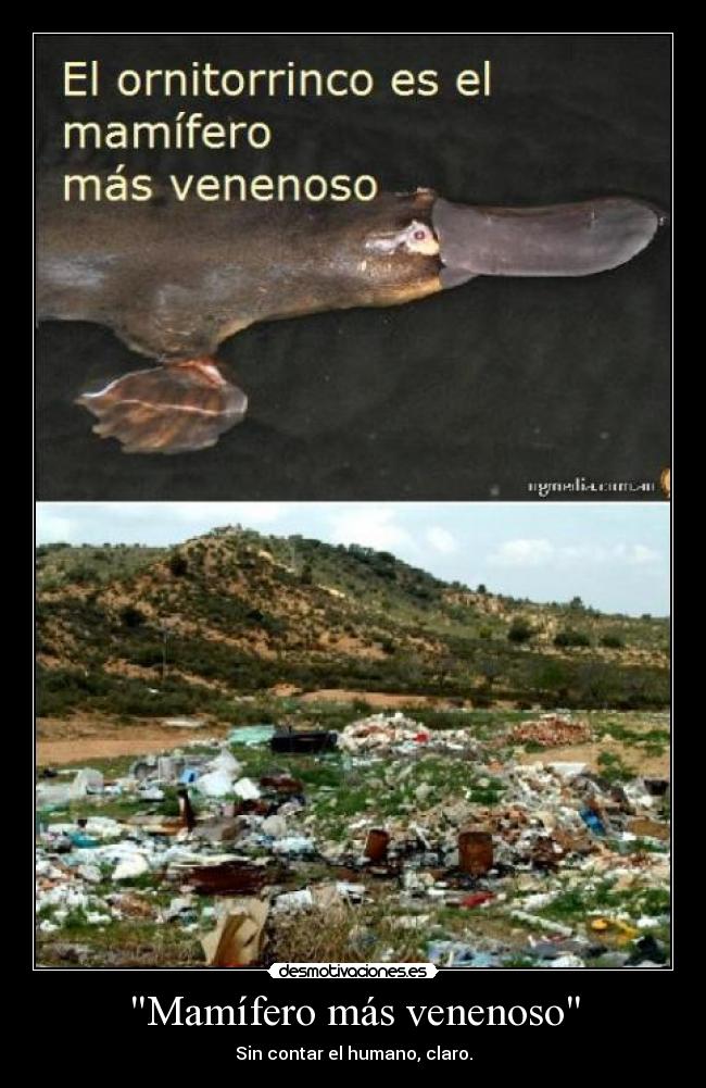 Mamífero más venenoso - Sin contar el humano, claro.