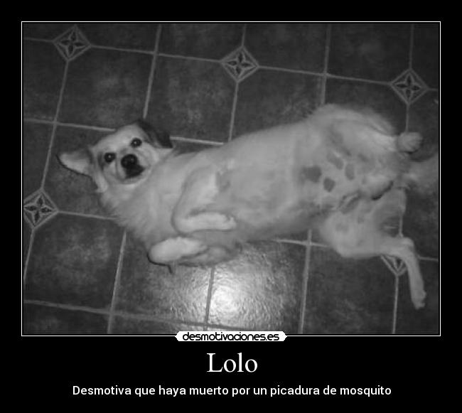Lolo -