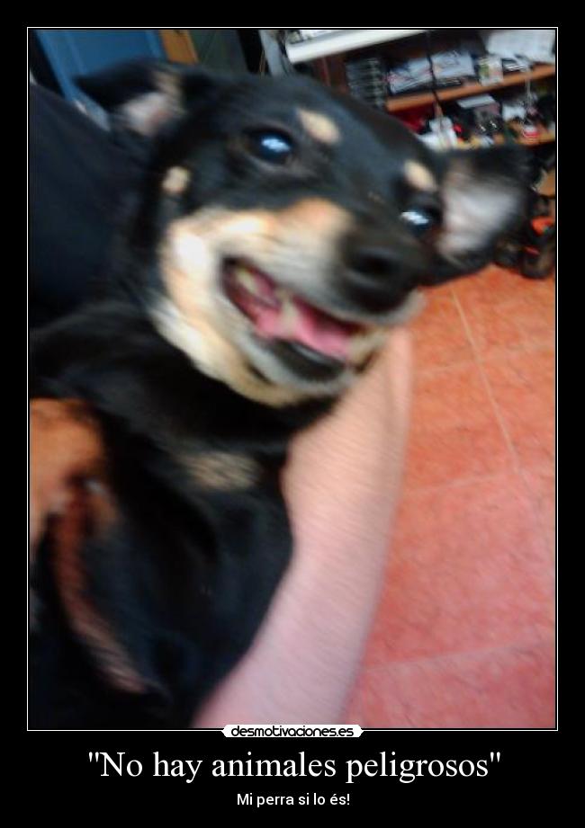 No hay animales peligrosos - Mi perra si lo és!