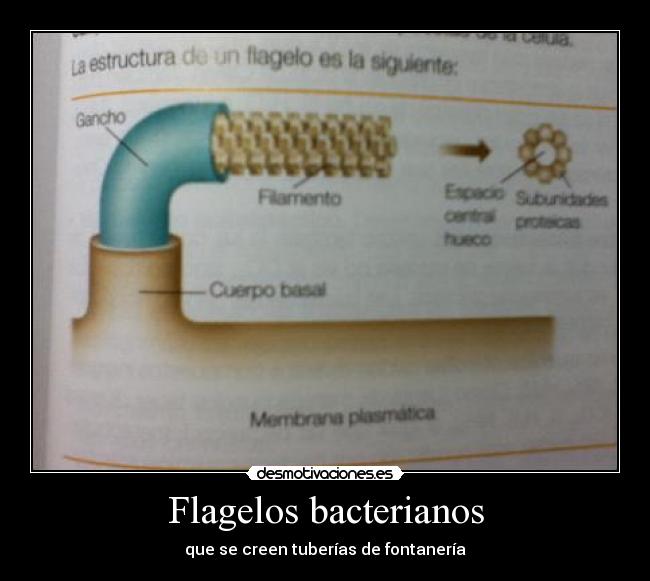 Flagelos bacterianos - que se creen tuberías de fontanería