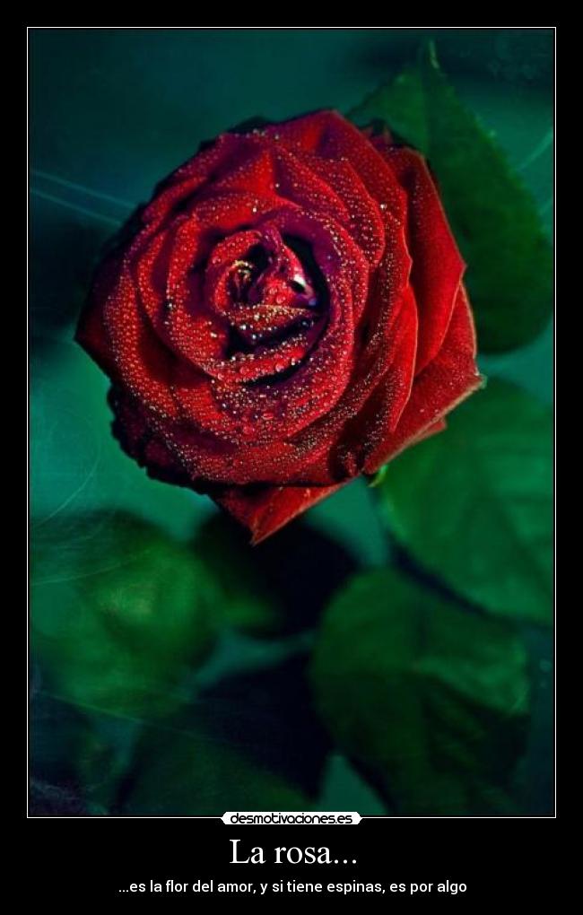 La rosa... -