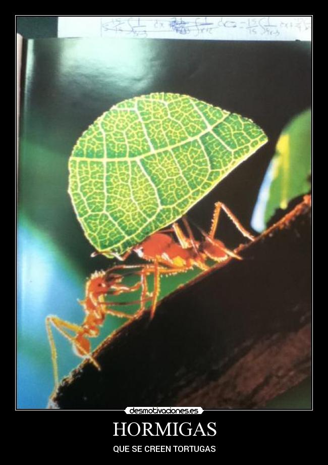 HORMIGAS - 