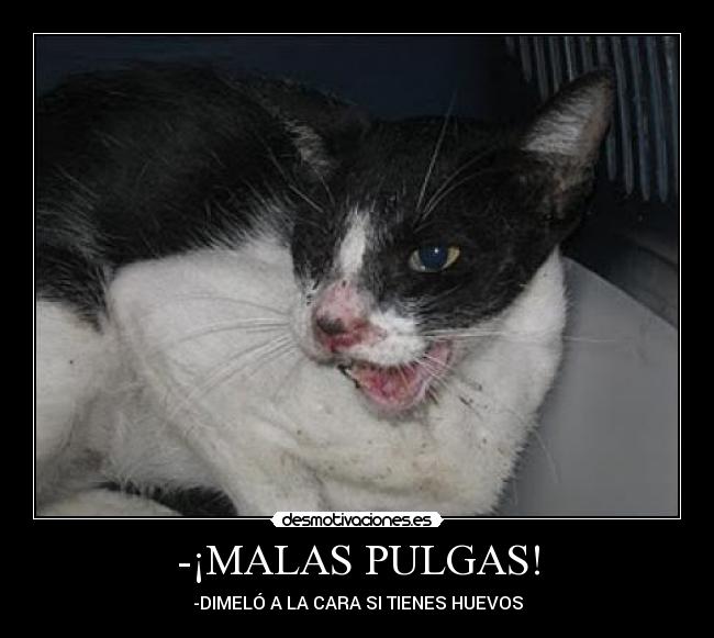 -¡MALAS PULGAS! - -DIMELÓ A LA CARA SI TIENES HUEVOS