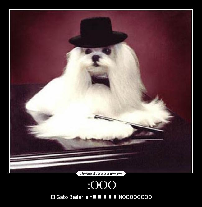 :OOO - El Gato Bailariiiiin!!!!!!!!!!!!!!!!!!!! NOOOOOOOO