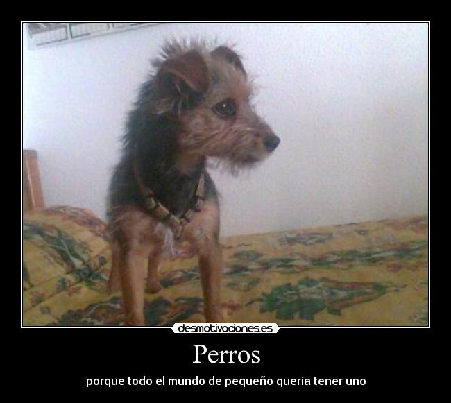 Perros -